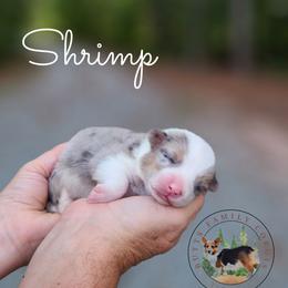 Shrimp - Blue merle and white male American Corgi puppy in Cameron, North Carolina from Butts Family Corgis