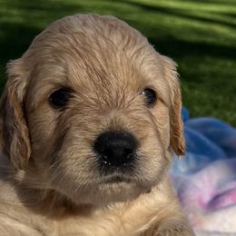 Stella - Apricot Goldendoodle puppy in San Diego, California from CrystalBay Doodles