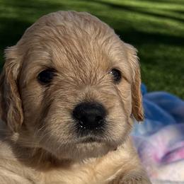 Stella - Apricot Goldendoodle puppy in San Diego, California from CrystalBay Doodles
