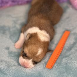 Orange Collar Female - Sable female Pembroke Welsh Corgi puppy in Derby, Iowa from Newton Hay & Cattle