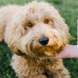 Bernedoodle and Goldendoodle All Grown Up from Highland Goldendoodles