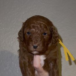 Male 4 - Red  male Poodle puppy in Modesto, California from Oso’s Red Toy, Mini, & Standard Poodles