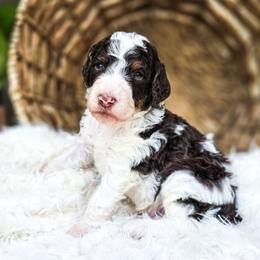 Olympus - Parti male Poodle puppy in Gaylord, Michigan from Dog Mom Co. Poodles
