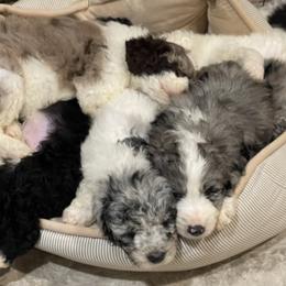 Aussiedoodle, Australian Shepherd, and Poodle Puppies from Love my doodles/ Aussiedoodle love