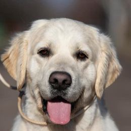 Pablo - Golden Retriever