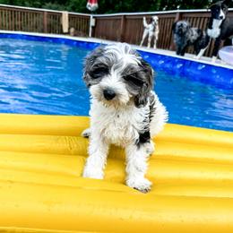 Australian Labradoodle, Bernedoodle, and Cavapoo Puppies from Doodles of Oz