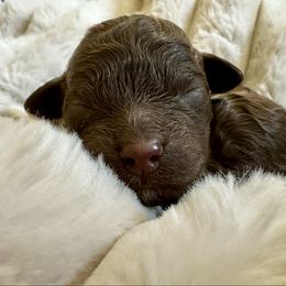 Genoa - Brown female Lagotto Romagnolo puppy in Chico, California from Anna’s Lagottos