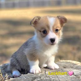 E1 - Red female Pembroke Welsh Corgi puppy in Jacksonville, Texas from ArmnalegRanch LLC