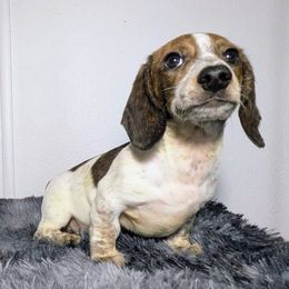 2 - Icarus - Piebald male Dachshund puppy in Central Point, Oregon from MRS Long Dog Ranch