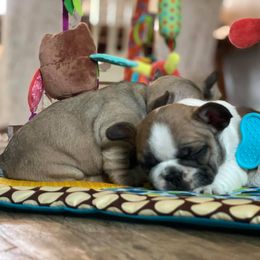 French Bulldog Puppies from Bullpen Frenchies