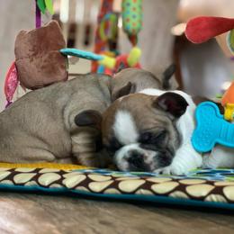 French Bulldog Puppies from Bullpen Frenchies