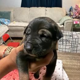 Girl 3 - Black white and tan female Xoloitzcuintli puppy in Lakeview, California from Xchaman Xoloitzcuintli