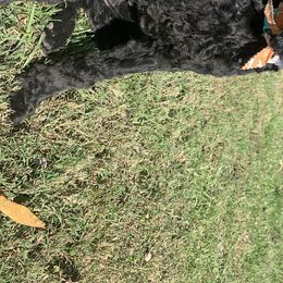 Poodles from A & K Kennels