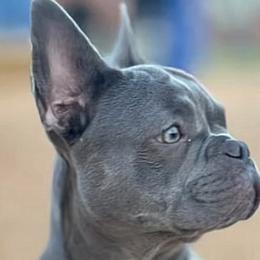 French Bulldogs from Michelle’s Frenchies