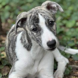 Spirit - Fawn brindle female Whippet puppy in Hopkinsville, Kentucky from Night Sky Whippets