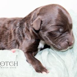 Boy 5 - Brown and white male Portuguese Water Dog puppy in Asheville, North Carolina from Top Notch Portuguese Water Dogs