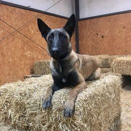Belgian Malinois All Grown Up from Mally’s Malinois