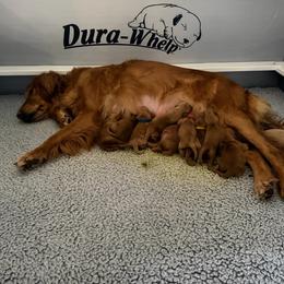 Girl 1 - Dark golden female Golden Retriever puppy in Aumsville, Oregon from Bigfoot Goldens AKC registered - Dark Red Goldens