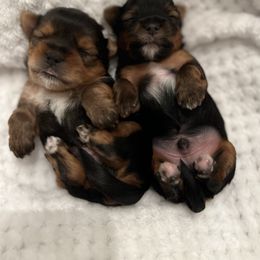 Yorkshire Terrier Puppies from Peppy Puppy Palace