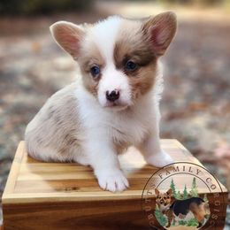 Candy Corn - Sable merle and white female American Corgi puppy in Cameron, North Carolina from Butts Family Corgis