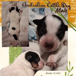 Two - Blue male Australian Cattle Dog puppy in Fife Lake, Michigan from Kurczak Farm LLC