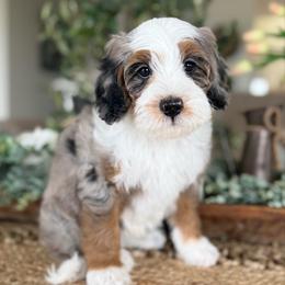 Oatmeal - Blue merle male Bernedoodle puppy in Temecula, California from Brookside Bernedoodles