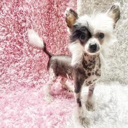 Chihuahua and Chinese Crested Puppies from Western Kentucky Chihuahua’s and Chinese Crested’s