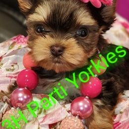 Yorkshire Terrier Puppies from 3Hpartiyorkies