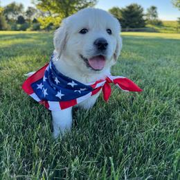 Archie - Light golden male Golden Retriever puppy in Morris, Minnesota from Midwest English Cream Goldens