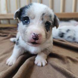 AKC Cardigan Boy 'Summit - Blue merle and white male Cardigan Welsh Corgi puppy in Tombstone, Arizona from WeVolution Off-Grid