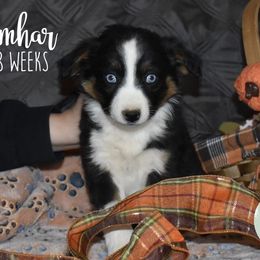 Fomhar (Irish for Autumn) - Miniature Australian Shepherd puppy from Eagle River Aussies