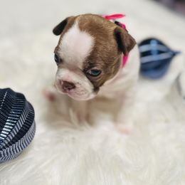 Boston Terrier Puppies from Castellanos Bostons