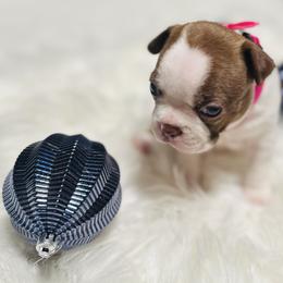 Boston Terrier Puppies from Castellanos Bostons
