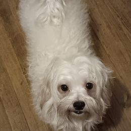 Jango - Maltese