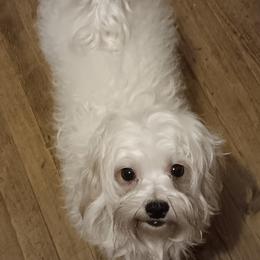 Jango - Maltese