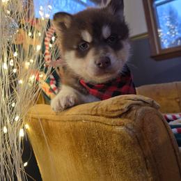 Sam - Brown and white male Siberian Husky puppy in Addison, Michigan from Gray Run Siberian Huskies