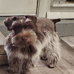 Jewels - Miniature Schnauzer