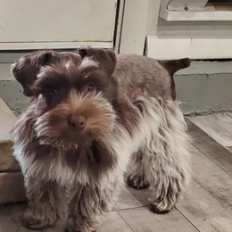 Jewels - Miniature Schnauzer