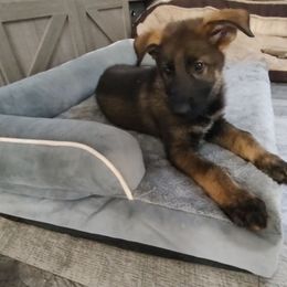 Boy 1 - Orange Collar - Sable male German Shepherd puppy in Fairmont, West Virginia from vom Haus Regenbaum