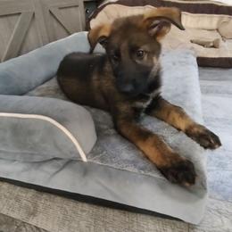 Boy 1 - Orange Collar - Sable male German Shepherd puppy in Fairmont, West Virginia from vom Haus Regenbaum