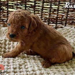Poodle Puppies from Rouge Poodles