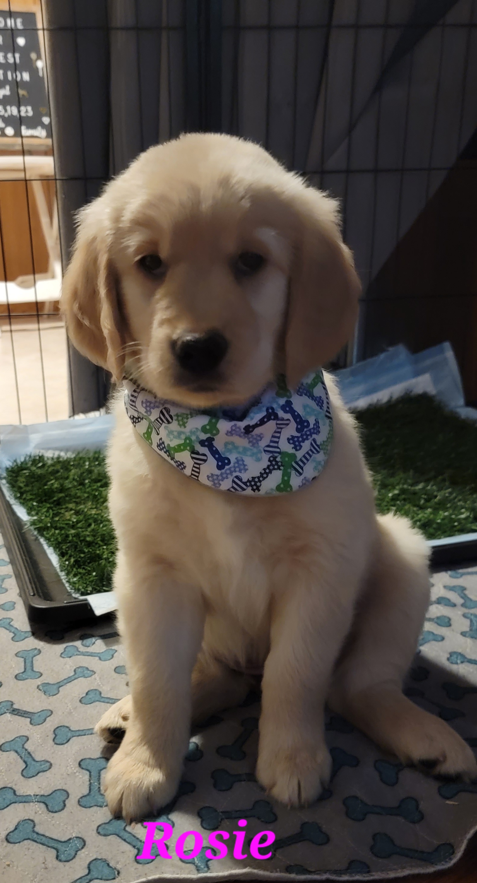 Golden Retriever Puppies from JK Goldens