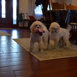 Poodle Puppies from D and D Standard Poodles