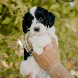 Tux - Black and white male Sheepadoodle puppy in Patterson, California from Dooling Doodles