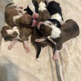 Pembroke Welsh Corgi puppies from Flower Hill Farm