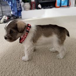 Lil Bruno-Baby boy 3 - Salt and pepper male Miniature Schnauzer puppy in Sacramento, California from Valdez Mini Schnauzers