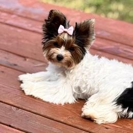 Biewer Terriers and Yorkshire Terriers from Frosty Paw Biewers and Yorkshires