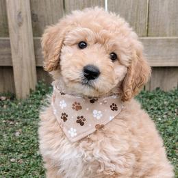 Cocoa - Apricot male Goldendoodle puppy in Hendersonville, Tennessee from Ben's Best Buddy Goldendoodles