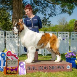 Ginger - Saint Bernard