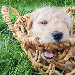 Goldendoodle Puppies from Lauralyn's Goldendoodles